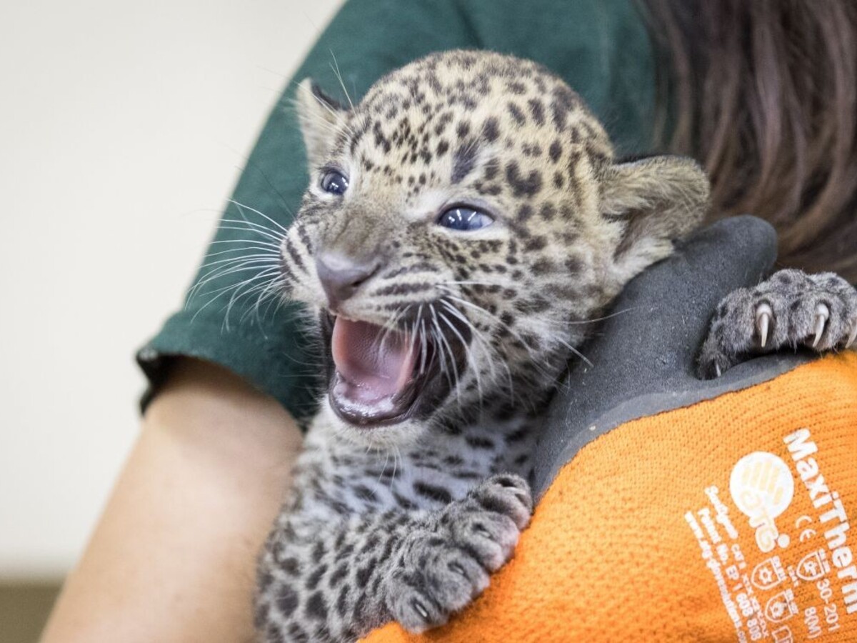 Otvárajú bratislavskú zoo. Bude treba dodržiavať niekoľko nariadení