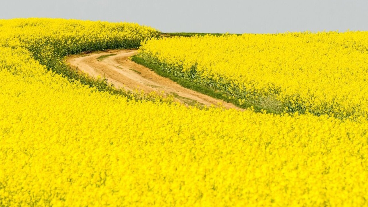 Žlté more skazy, tvrdí europoslanec o repke na slovenských poliach