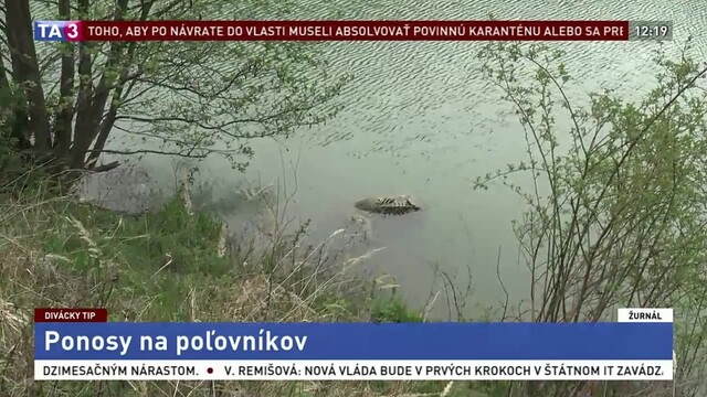 Uhynutú jelenicu nemal kto odpratať. Poľovníci vinu odmietajú