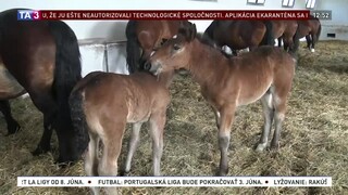 Muránske kone majú dobré meno, poznajú ich i v zahraničí