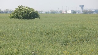 Agrorezort chce menej repky, jej sadenie je vraj neekologické