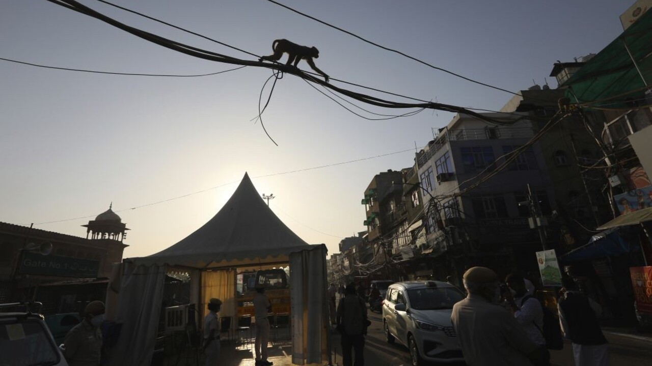 Opice zaútočili na asistenta. Ukradli mu vzorky krvi na testovanie