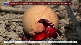 Nesprávna aplikácia či úmysel? Otrava vtákov je vážny problém