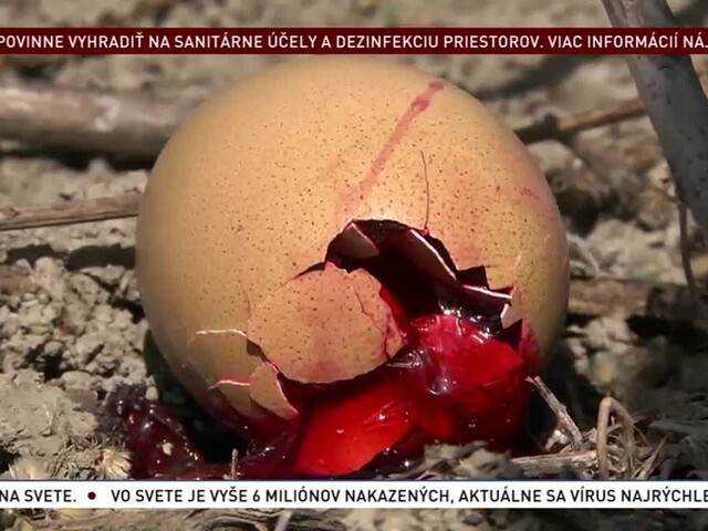 Nesprávna aplikácia či úmysel? Otrava vtákov je vážny problém