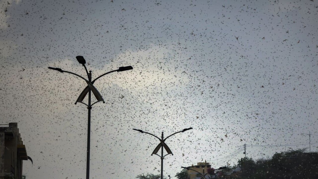 Zaútočili kilometre dlhé roje sarančiat, India sa bráni aj dronmi