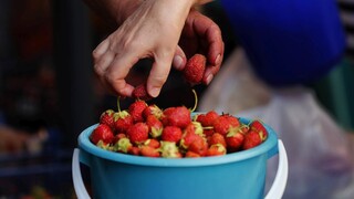 Spustia projekt sezónnej práce, ktorý má vytvoriť tisícky miest
