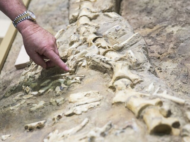 Objavili nového dinosaura, môže odkryť poznatky o evolúcii