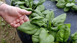 Proti nákaze môže pomôcť ďalší vitamín, nájdete ho v špenáte