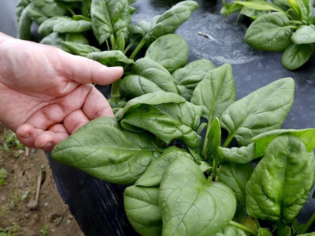 Proti nákaze môže pomôcť ďalší vitamín, nájdete ho v špenáte