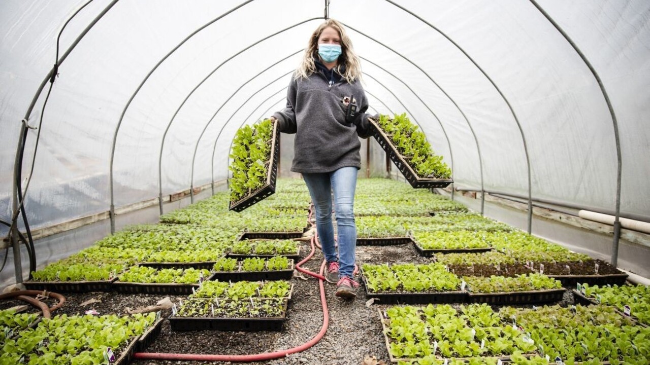 Elektrinu možno budeme čerpať z rastlín, vedci hlásia pokrok