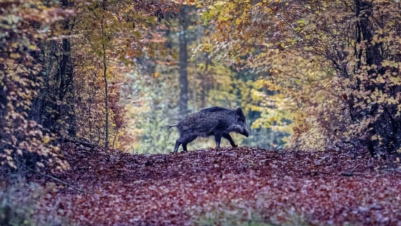 Africký mor zistili i v oblasti Košíc. Ide o prvý takýto prípad