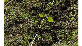 Vysadili háj, ktorý má viacero funkcií. Projekt prináša výsledky