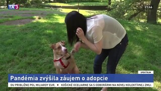 Pandémia zvýšila záujem o adopcie / V Izraeli vracajú do prírody supov