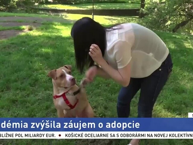 Pandémia zvýšila záujem o adopcie / V Izraeli vracajú do prírody supov