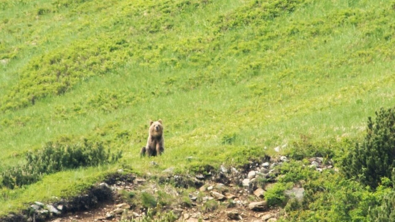 V obci na Podpoľaní sa potuluje medveď, v regióne to nie je rarita