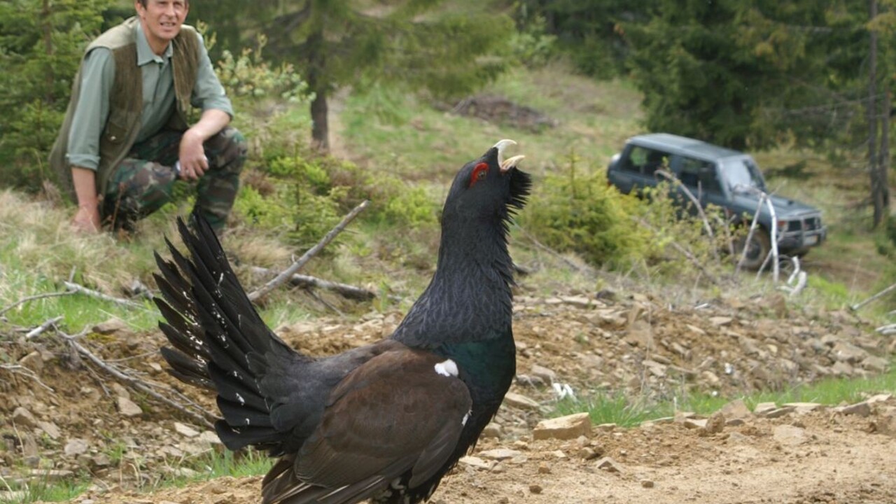 hlucháň 1140px (TASR/Lýdia Vojtaššáková)