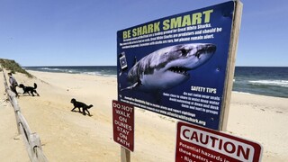 V Austrálii opäť útočil žralok, obeť zraneniam na mieste podľahla