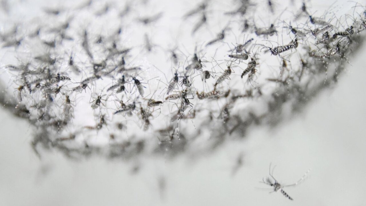 Komáre môžu prenášať nebezpečné choroby. Klíma sa zmenila