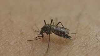 Lovci komárov riešili potenciálne premnoženie, na boj s hmyzom využívajú ekologický postrek