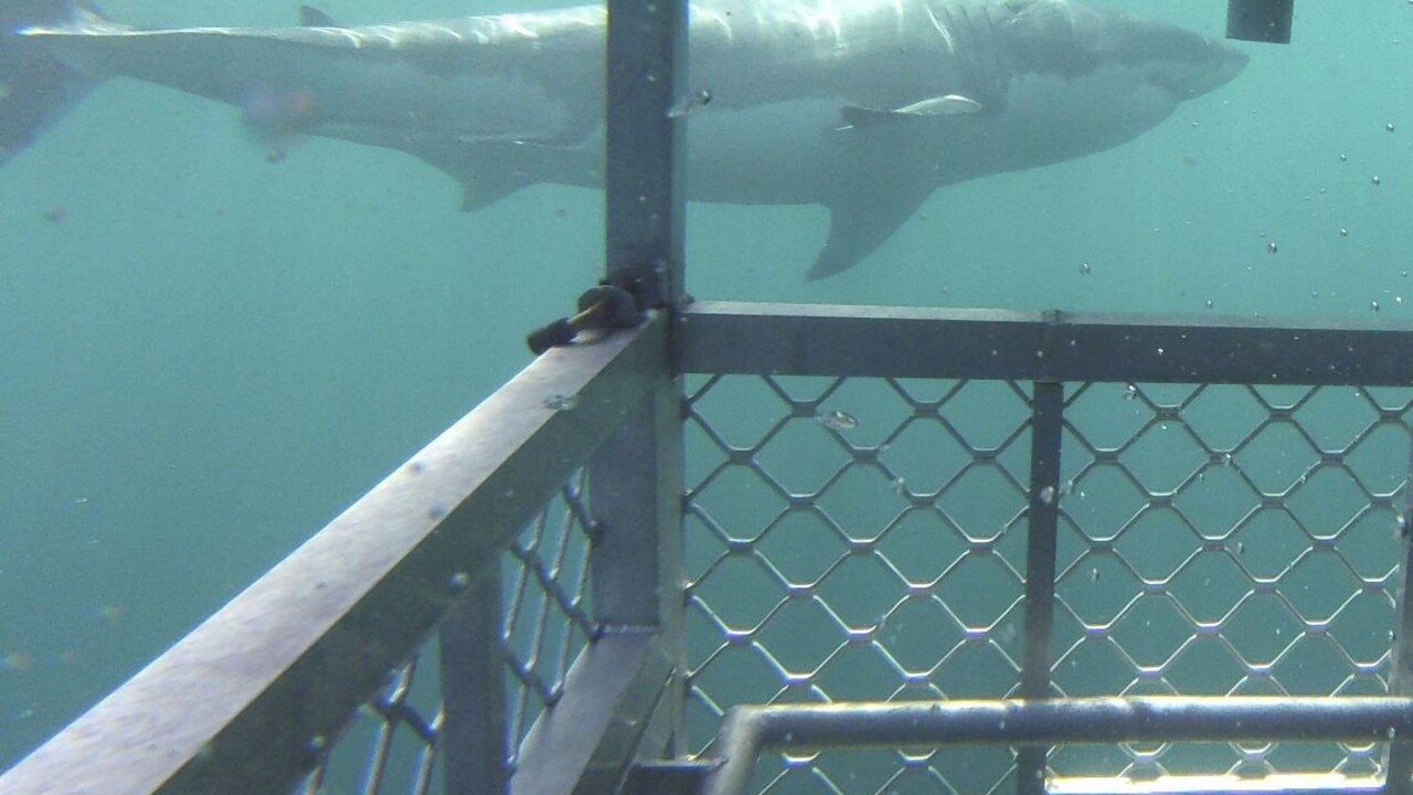 Žralok stiahol z lode malého chlapca, život mu zachránil otec