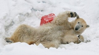 Ľadové medvede môžu vymrieť. Sú príkladom klimatickej zmeny