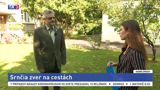 Pozor na srnčiu zver na cestách, v letnom období je aktívnejšia