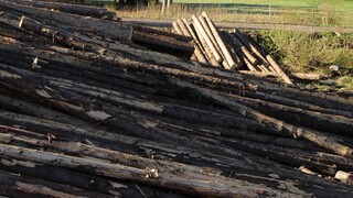 Lesy SR vypovedali viac ako 100 zmlúv, ide o odber dreva