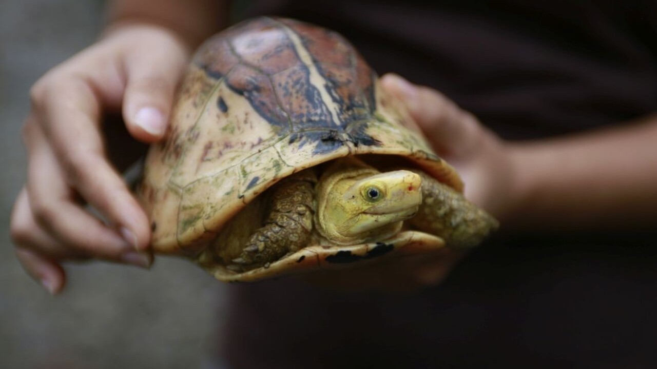 Salmonelózou vás môžu nakaziť aj zvieratá doma, varuje ÚVZ
