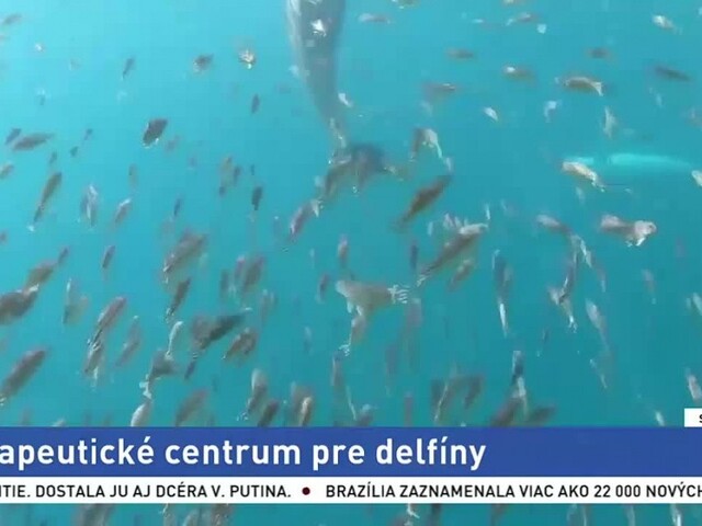 Terapeutické centrum pre delfíny/ Nájdite si strom na objímanie