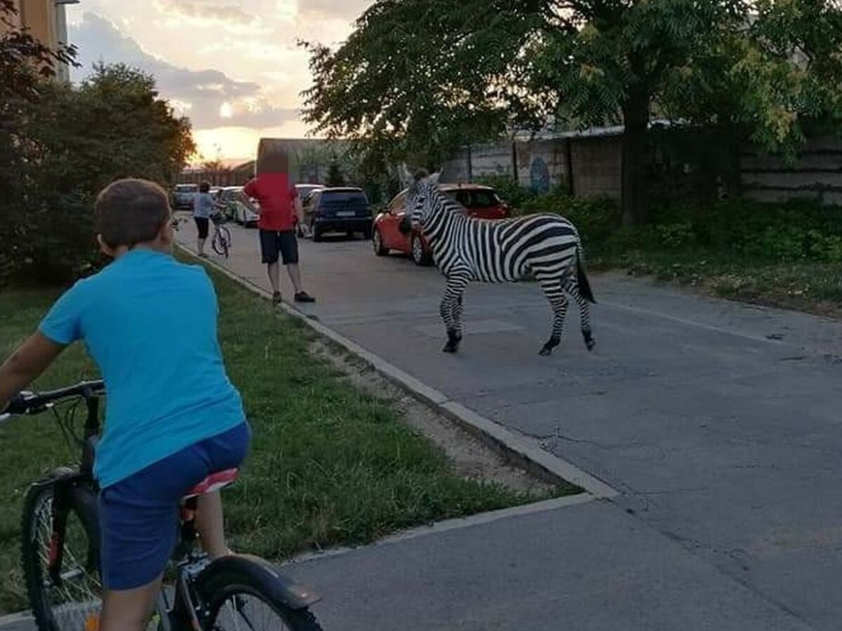 Na piešťanskom sídlisku naháňali zebru. Zasiahol veterinár