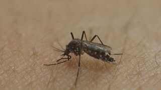 Bratislava ničí komáre biologicky, zišiel by sa letecký postrek