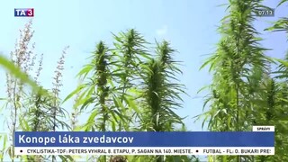Súkromný roľník si na poli pestuje konope, láka to zvedavcov