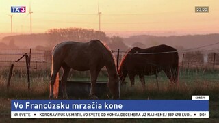 Vo Francúzsku mrzačia kone, páchateľov sa snažia dolapiť