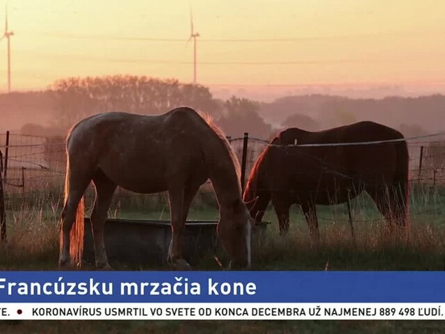 Vo Francúzsku mrzačia kone, páchateľov sa snažia dolapiť