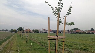 pozemková reforma ilu pole pestovanie 1140 px (TASR/Rudolf Ženiš)