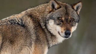Vlk má byť chránený celoročne. Organizácie vyzývajú ministrov