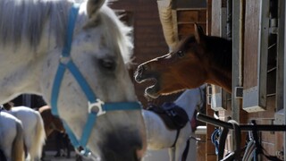Prípad týraného koňa má dohru, riaditeľku nariadili odvolať