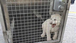 Slováci havarovali na diaľnici v Nemecku. V aute im našli levíča