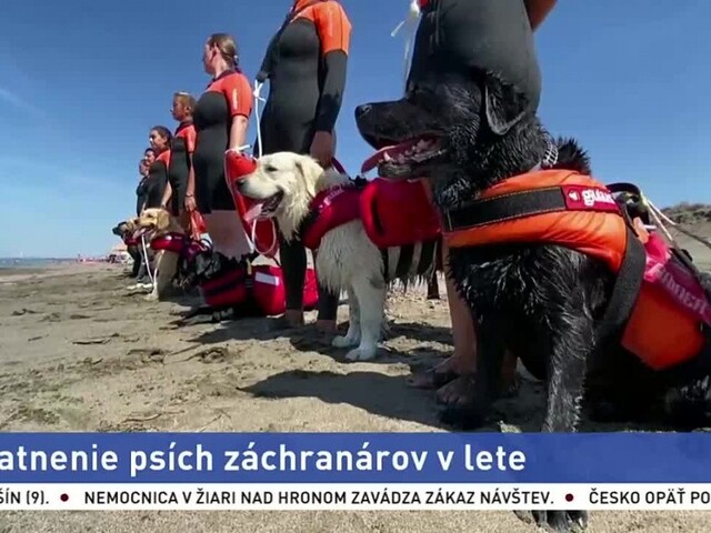 Psy zachránia ročne desiatky životov, pomáhajú aj cez krízu