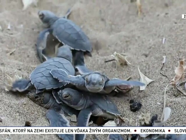 Učia počítače rozprávať / Príroda prichádza o zvieratá / Pozostatky mamutov na letisku