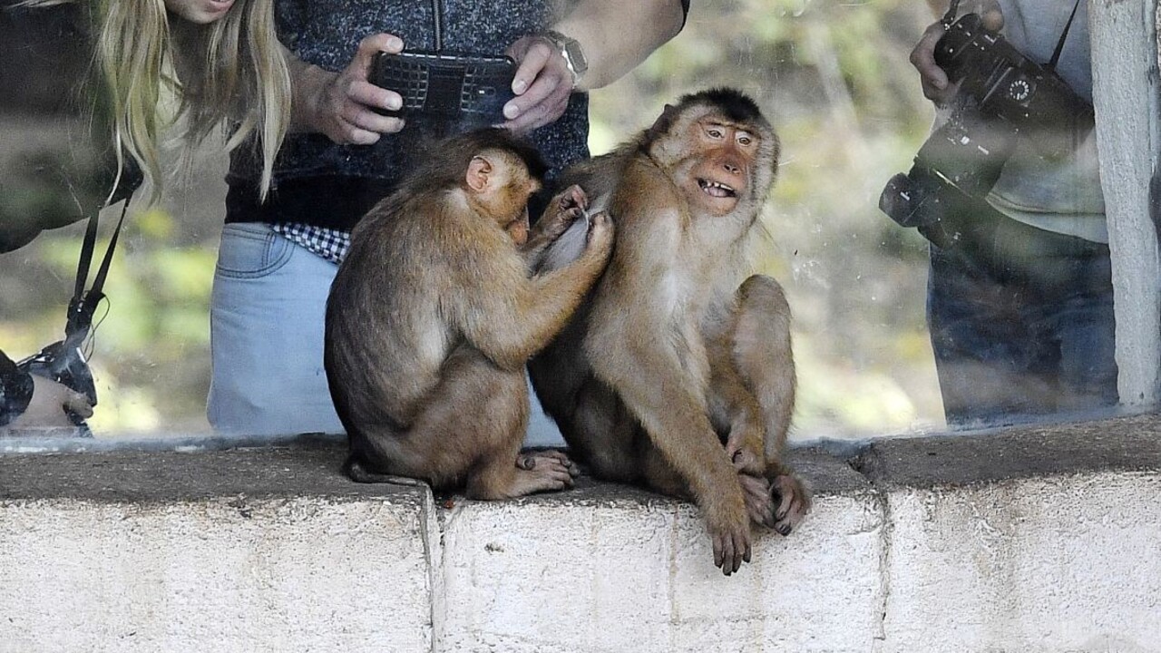 Opica ukradla chlapcovi telefón a utiekla, vznikli unikátne zábery