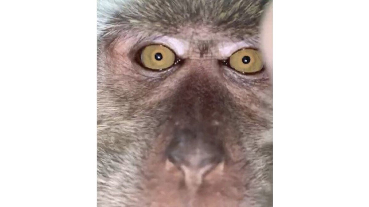 malaysia-monkey-selfie-23972-1890426492d04eabaf11c0f0e42cc8c6_0775e00c.jpg