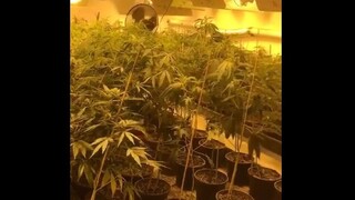 Akcia Zeus odhalila veľké laboratórium na pestovanie marihuany