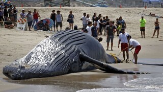 Na pobreží Tasmánie uviazli stovky veľrýb, ide o guľatohlavce