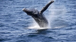 Najväčšia takáto tragédia. Pri pobreží uhynulo množstvo veľrýb