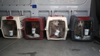 Cestovanie so psom je možné aj počas pandémie, je však rizikové