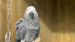 Zoo zistila, že má problematických papagájov. Radi nadávajú