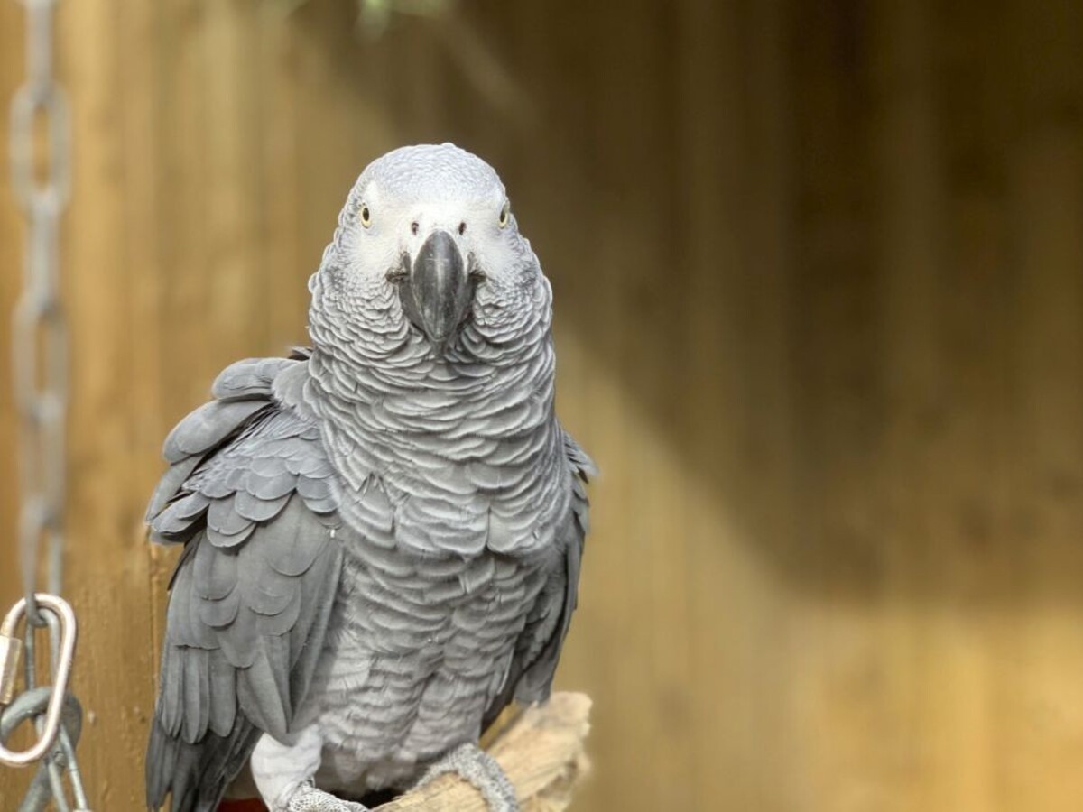 Zoo zistila, že má problematických papagájov. Radi nadávajú