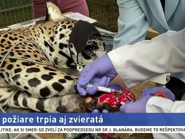 Požiare ničia vzácne mokraďové územia, trpia pre ne aj zvieratá