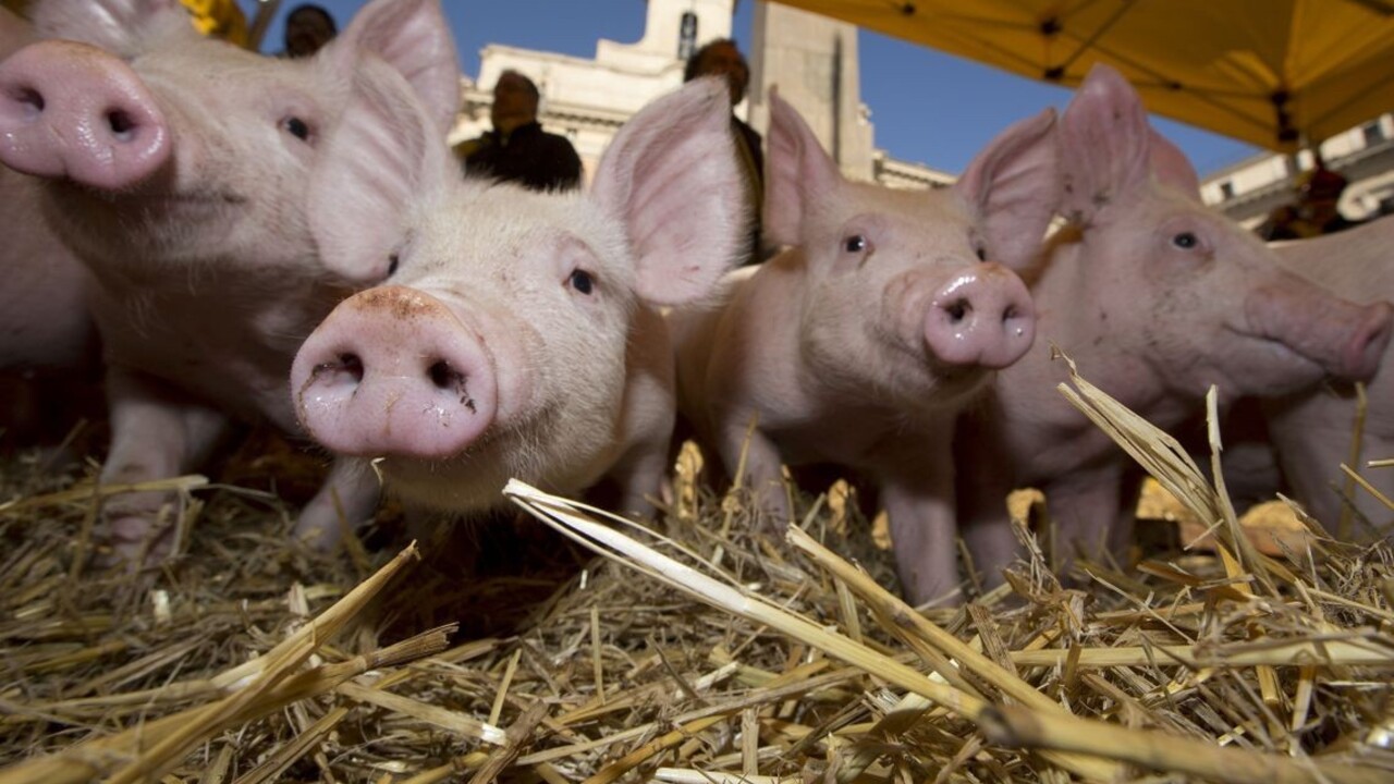 Drobnochovateľom ponúkli amnestiu, dôvodom je africký mor